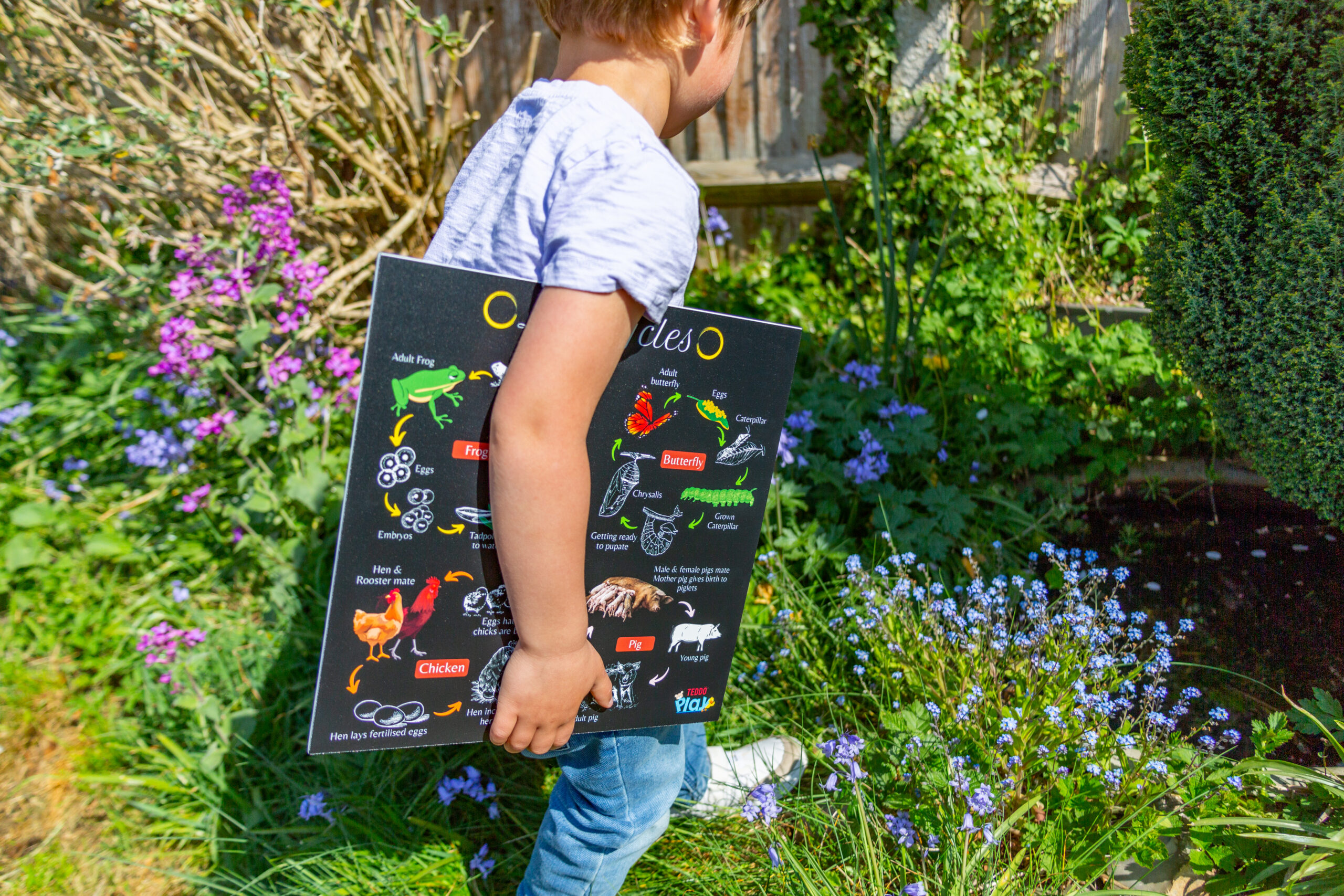 Portable Educational Poster Boards